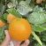 【夏橙】精品夏橙，永州市江永县夏橙基地，产地一手货源