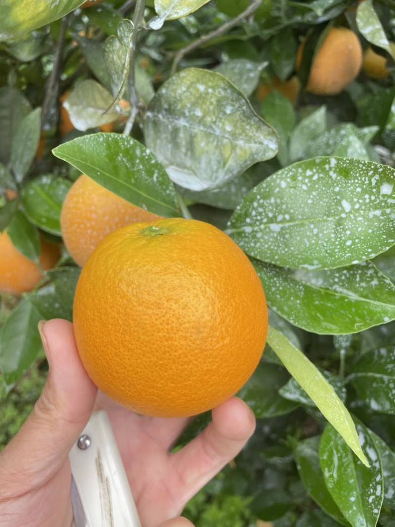【夏橙】精品夏橙，永州市江永县夏橙基地，产地一手货源