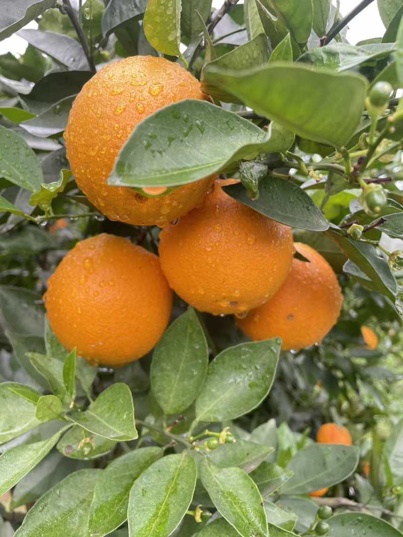 【夏橙】精品夏橙，永州市江永县夏橙基地，产地一手货源