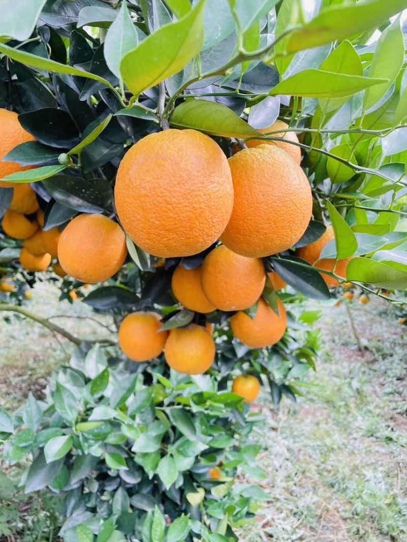 【夏橙】精品夏橙，永州市江永县夏橙基地，产地一手货源