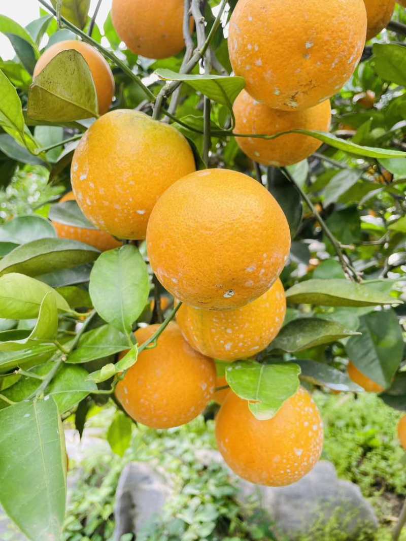 【夏橙】精品夏橙，永州市江永县夏橙基地，产地一手货源