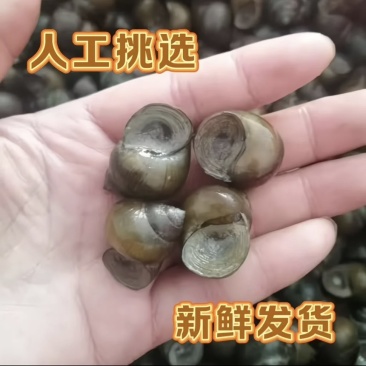 江苏田螺螺蛳清水螺干净清水精养规格齐全一手货源