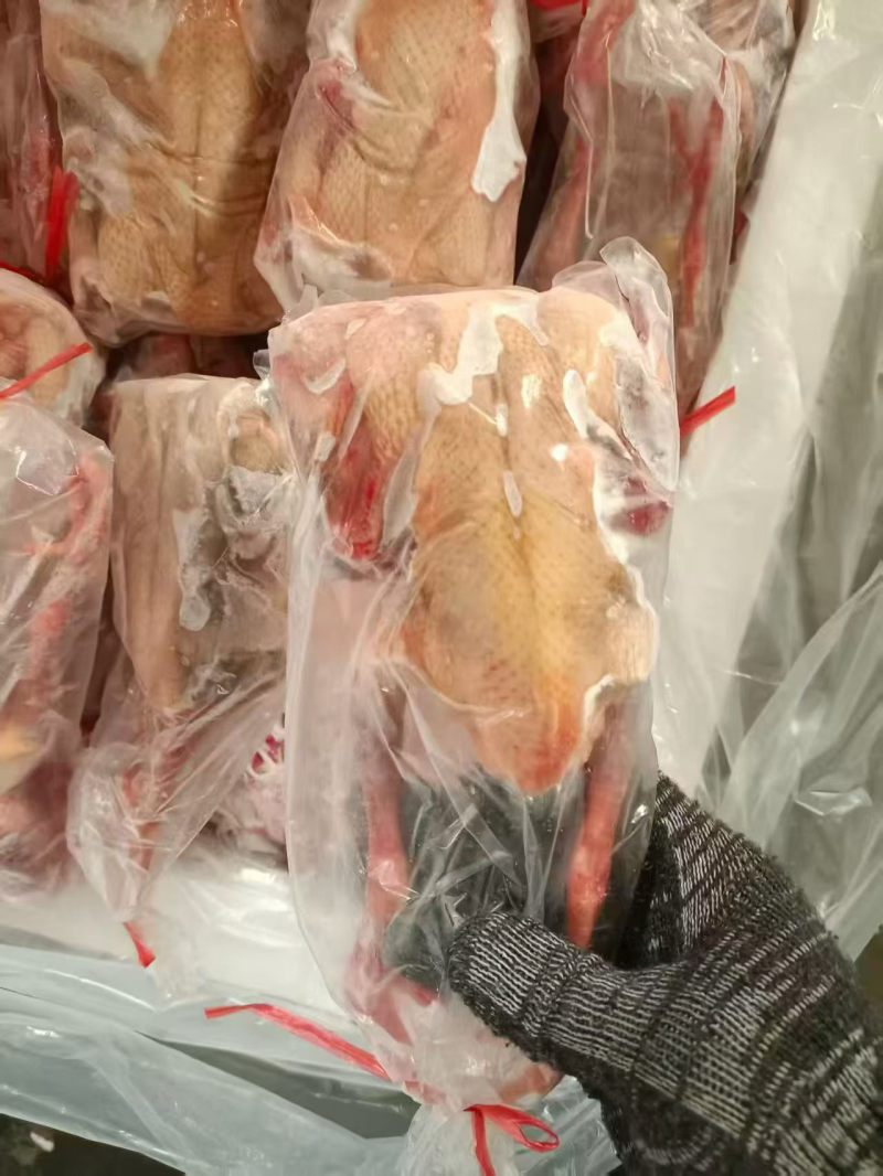 精品鸽子规格齐全量大优惠