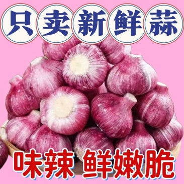 紫皮大蒜一件代发