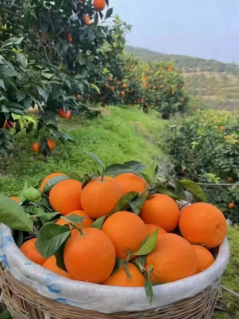 奉节脐橙