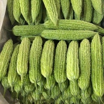 新鲜苦瓜翠绿凉瓜大棚现摘肉厚刺瘤明显蔬菜