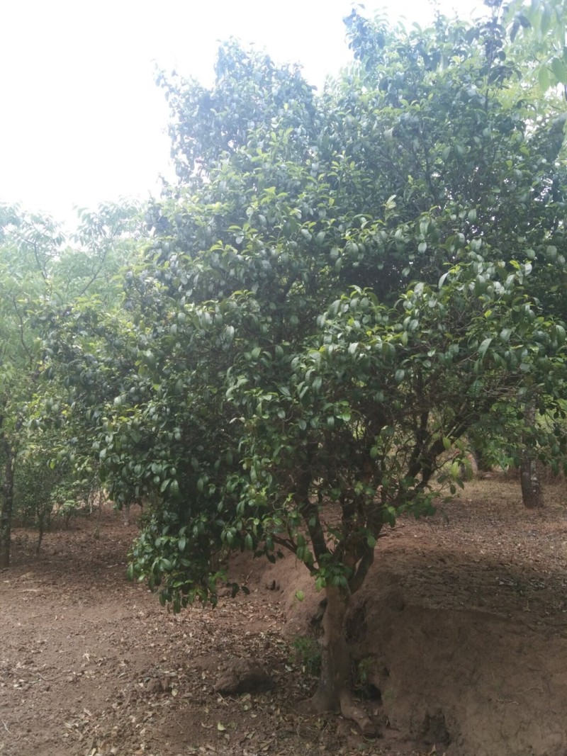 古树普洱茶一手货源，茶农直销***纯手工