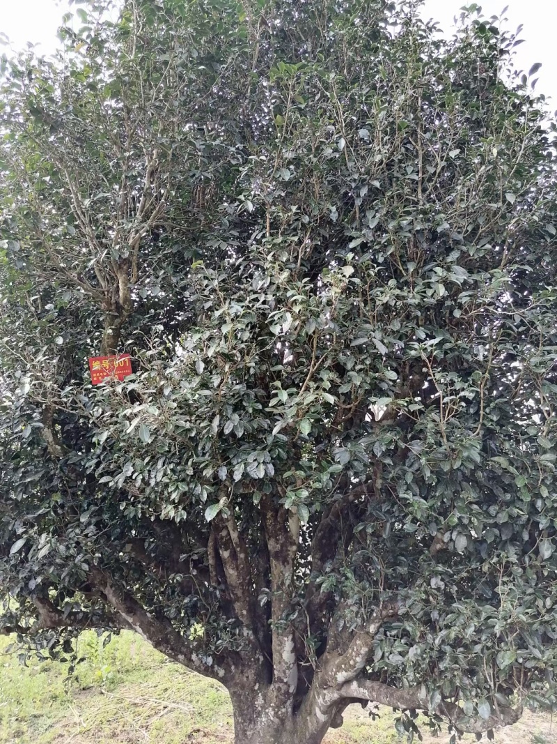 古树普洱茶