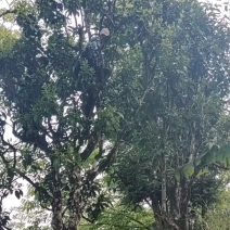 古树普洱茶