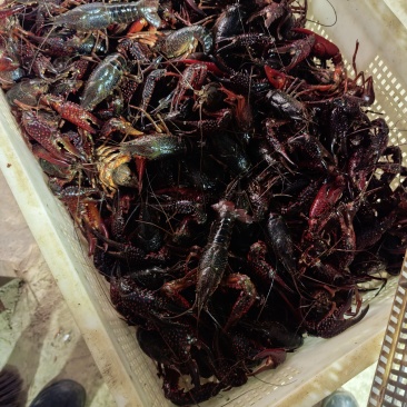 小龙虾
