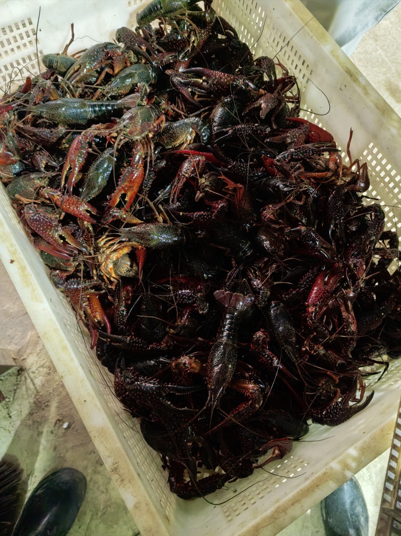 小龙虾