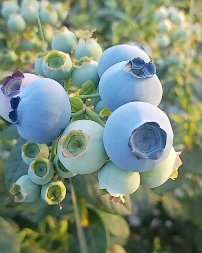 山东蓝莓购销