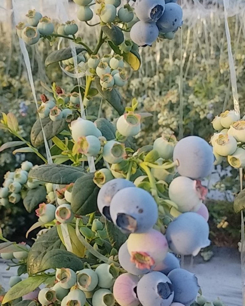 山东蓝莓购销