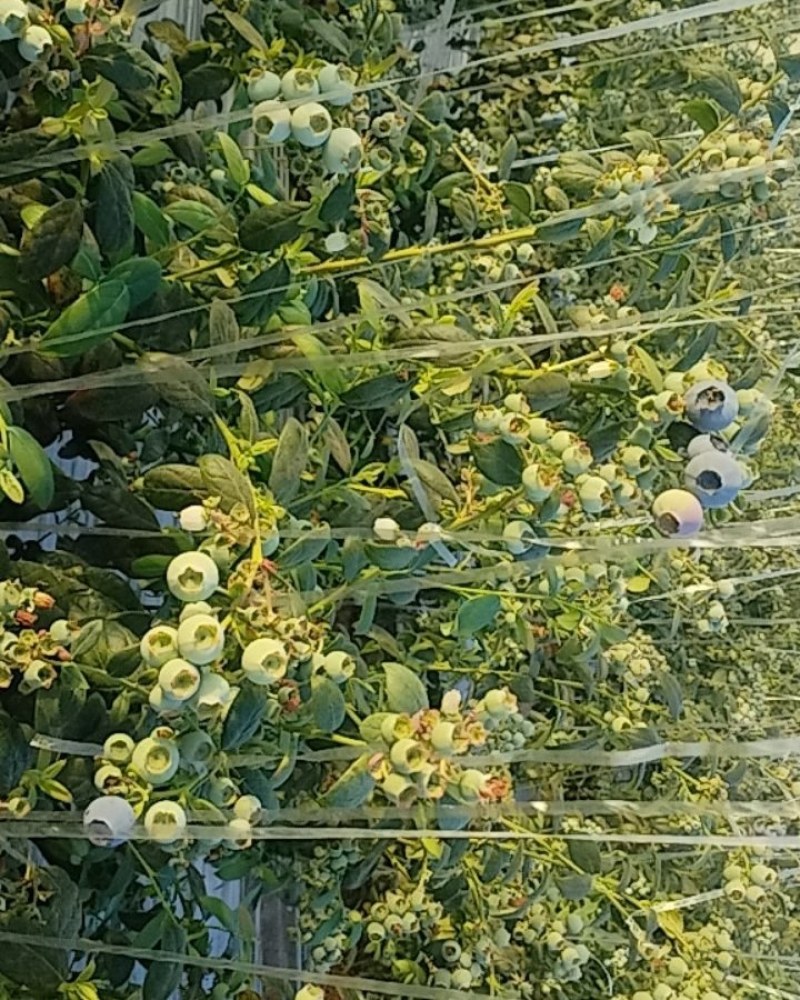 山东蓝莓购销