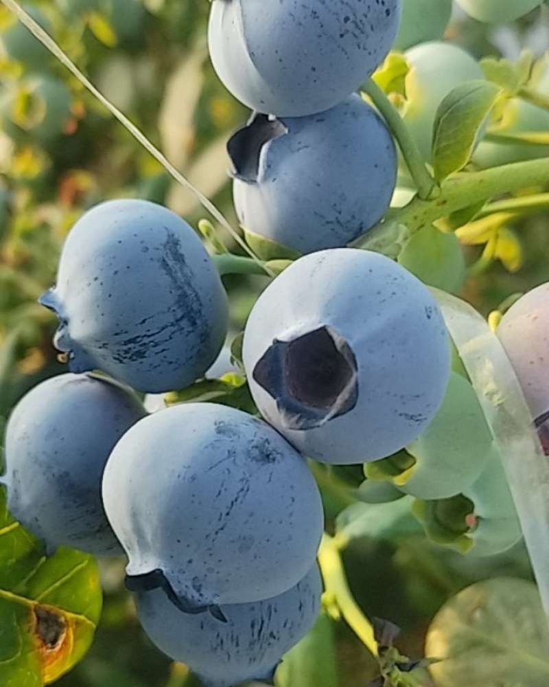 山东蓝莓购销