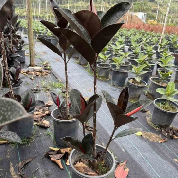 黑金刚橡皮树高度120-130