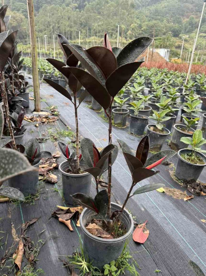 黑金刚橡皮树高度120-130