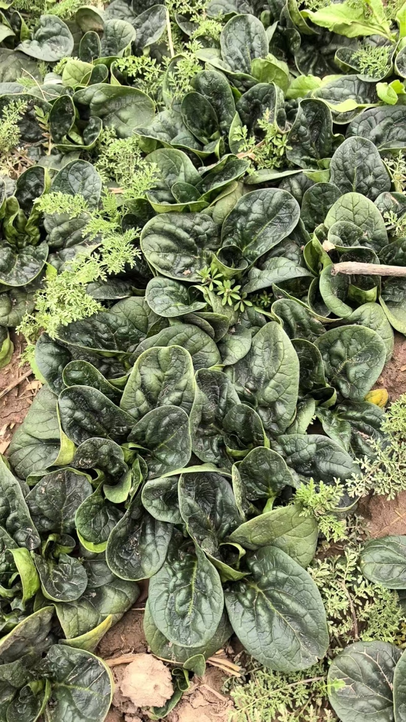 趴地菠菜菜好量大价格美丽保质保量大量供应百亩基地