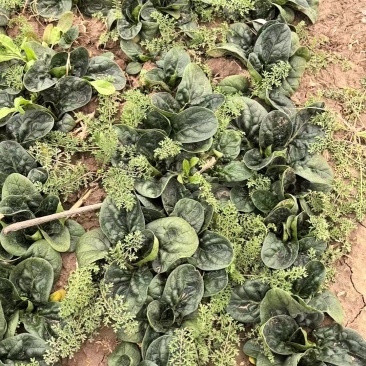 趴地菠菜菜好量大价格美丽保质保量大量供应百亩基地