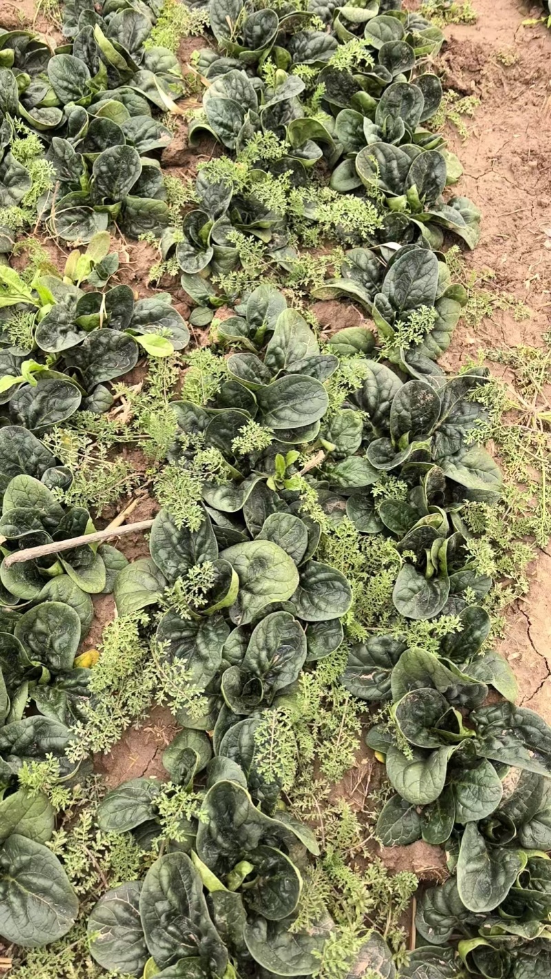 趴地菠菜菜好量大价格美丽保质保量大量供应百亩基地