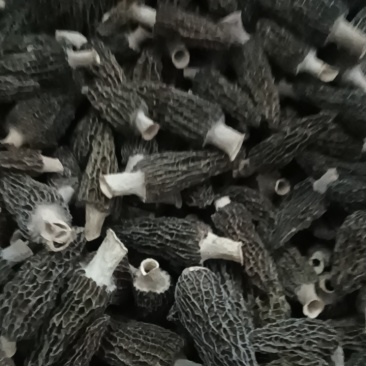 羊肚菌
