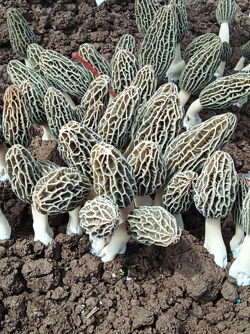 羊肚菌