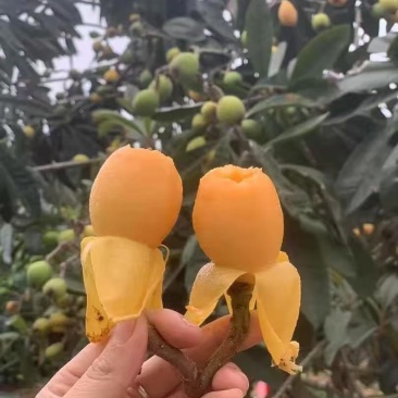 枇杷