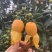 枇杷