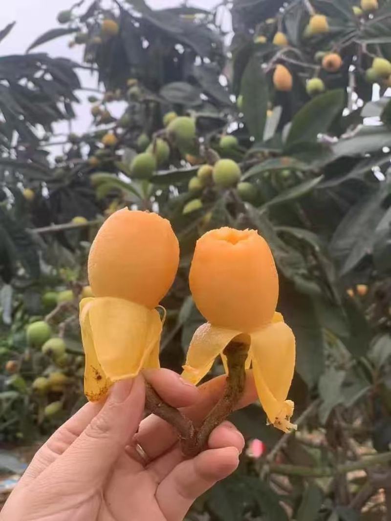 枇杷