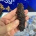 威海即食海参，独立包装。3.96一只