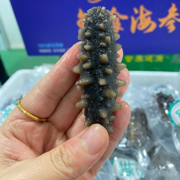 威海即食海参，独立包装。3.96一只