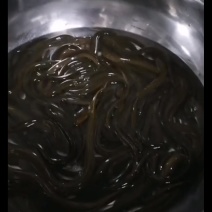 野生黄鳝