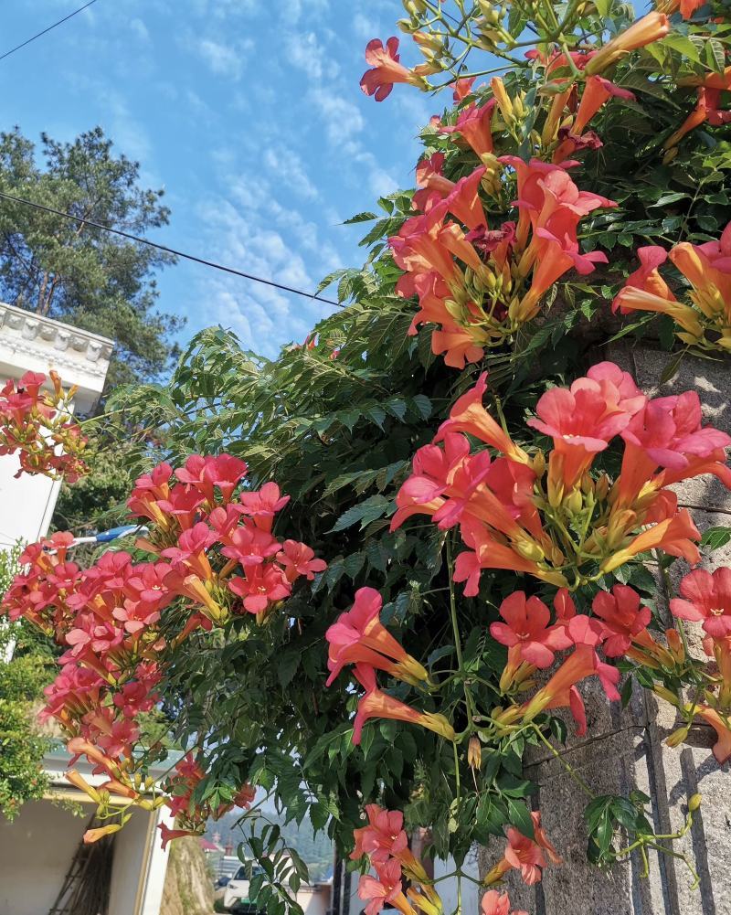 凌霄花种苗