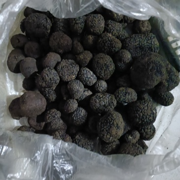 正宗的黑松露！