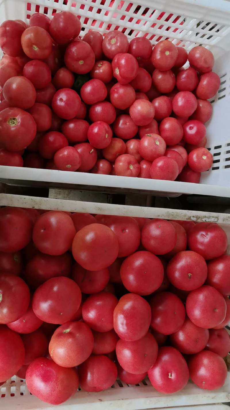 西红柿八里湾硬粉半口感通货大量有货品质有保证