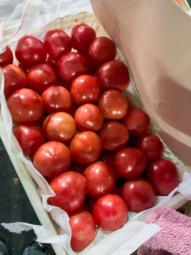 西红柿八里湾硬粉半口感通货大量有货品质有保证