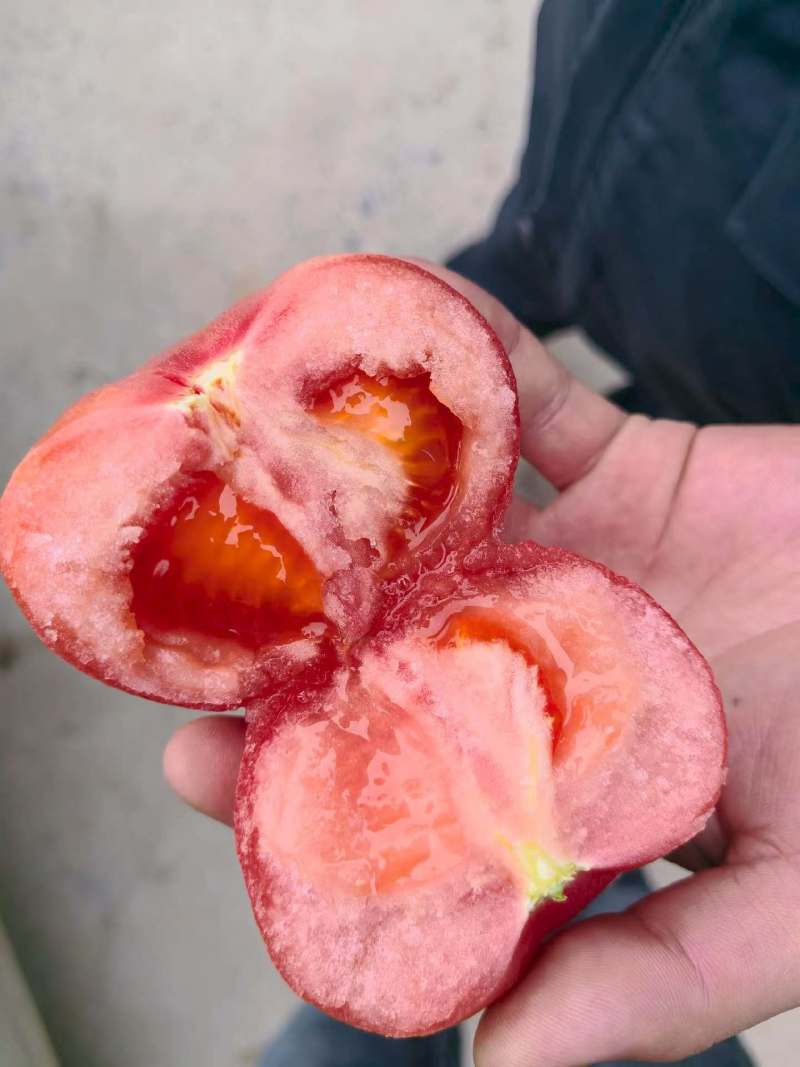 西红柿八里湾硬粉半口感通货大量有货品质有保证