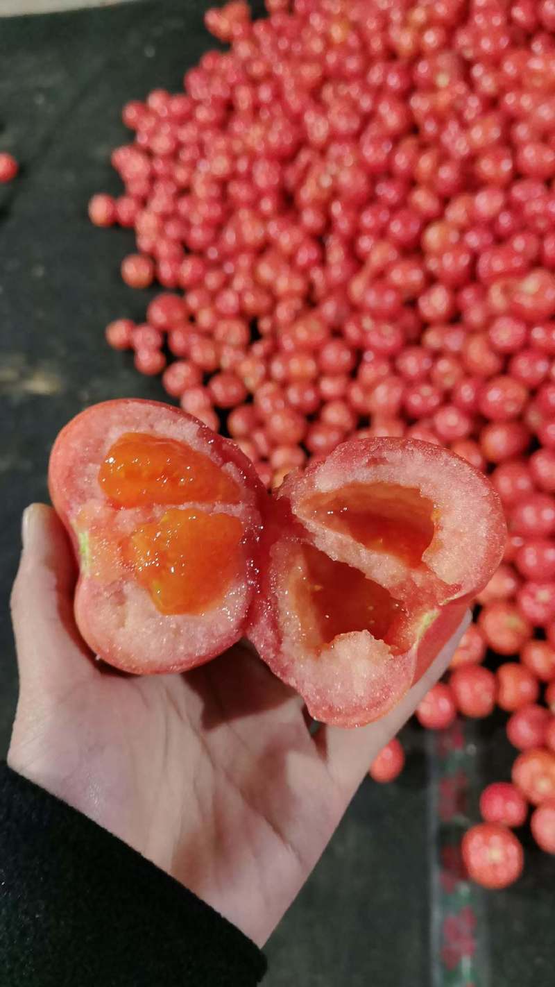 西红柿八里湾硬粉半口感通货大量有货品质有保证