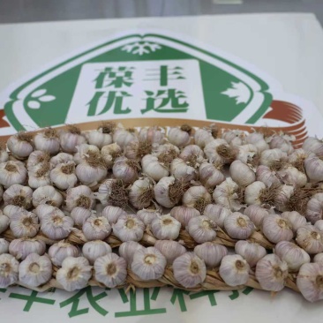 宝坻正宗林亭口六瓣红-大蒜