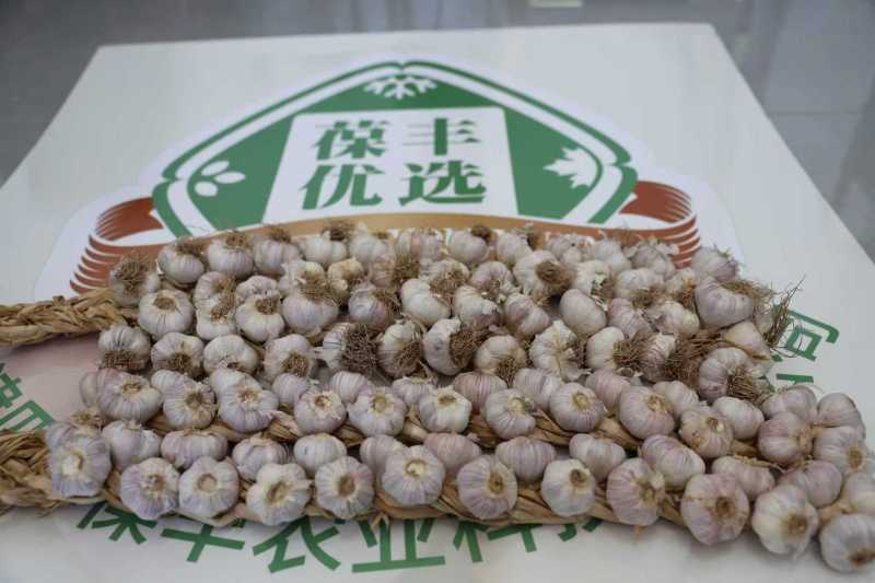 宝坻正宗林亭口六瓣红-大蒜