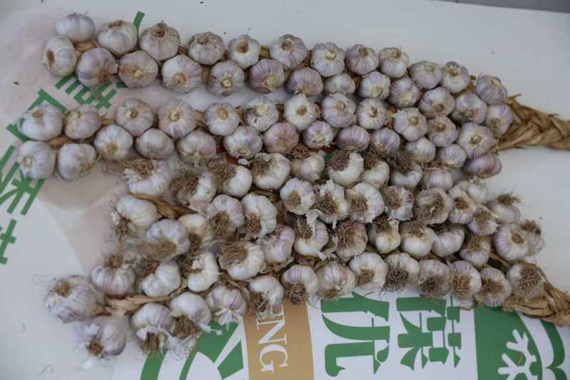 宝坻正宗林亭口六瓣红-大蒜