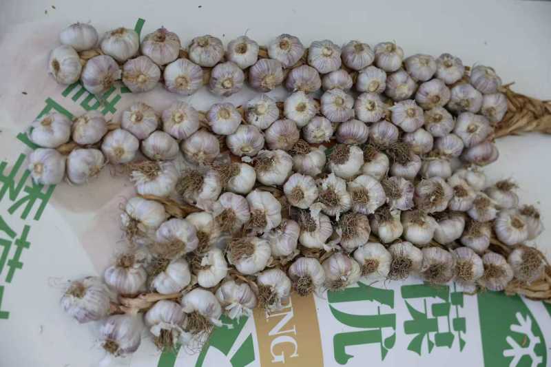 宝坻正宗林亭口六瓣红-大蒜