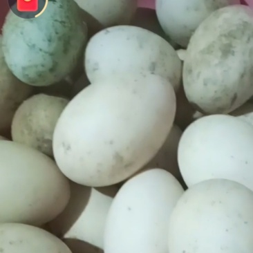 鸭蛋，鹅蛋
