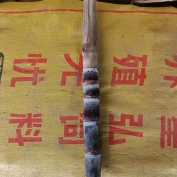 广西甘蔗种