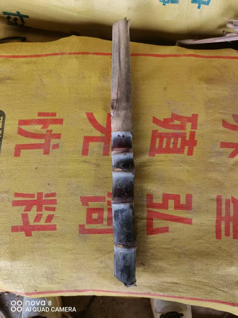 广西甘蔗种