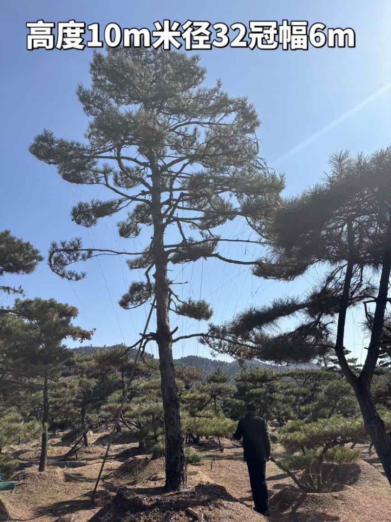 10米造型松树形苍劲庭院别墅景观树基地直发