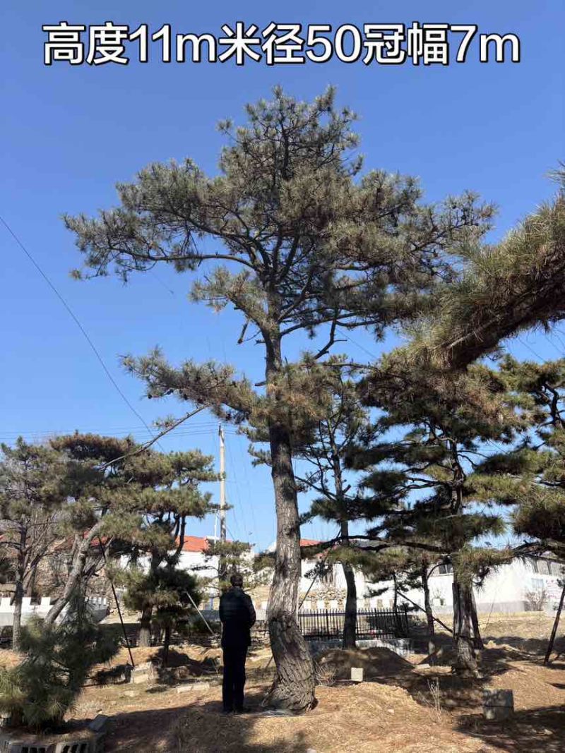 10米造型松树形苍劲庭院别墅景观树基地直发