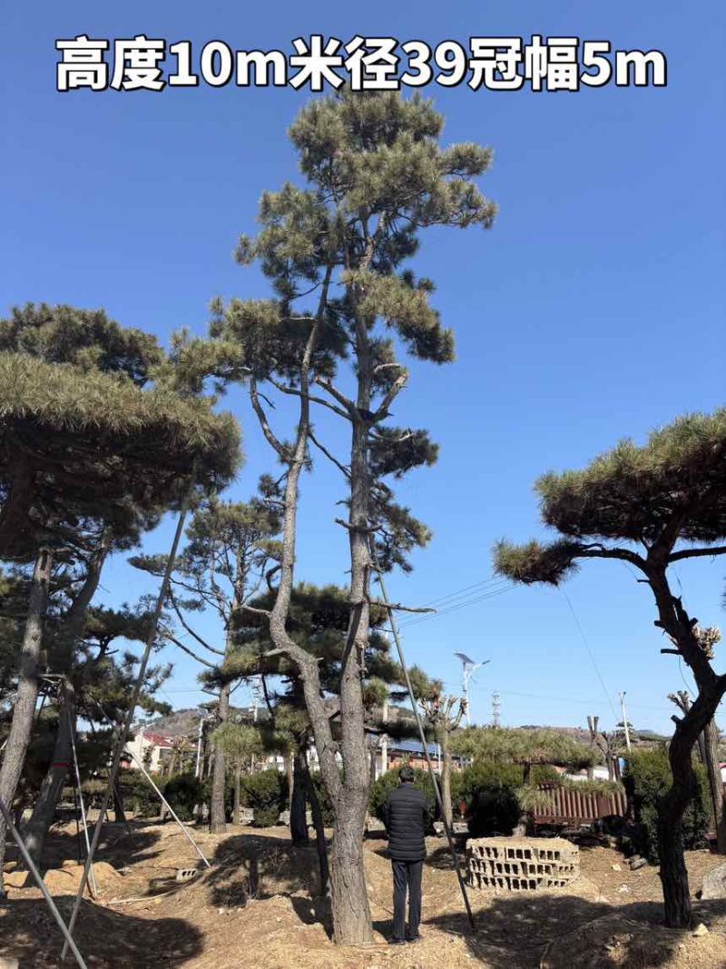10米造型松树形苍劲庭院别墅景观树基地直发