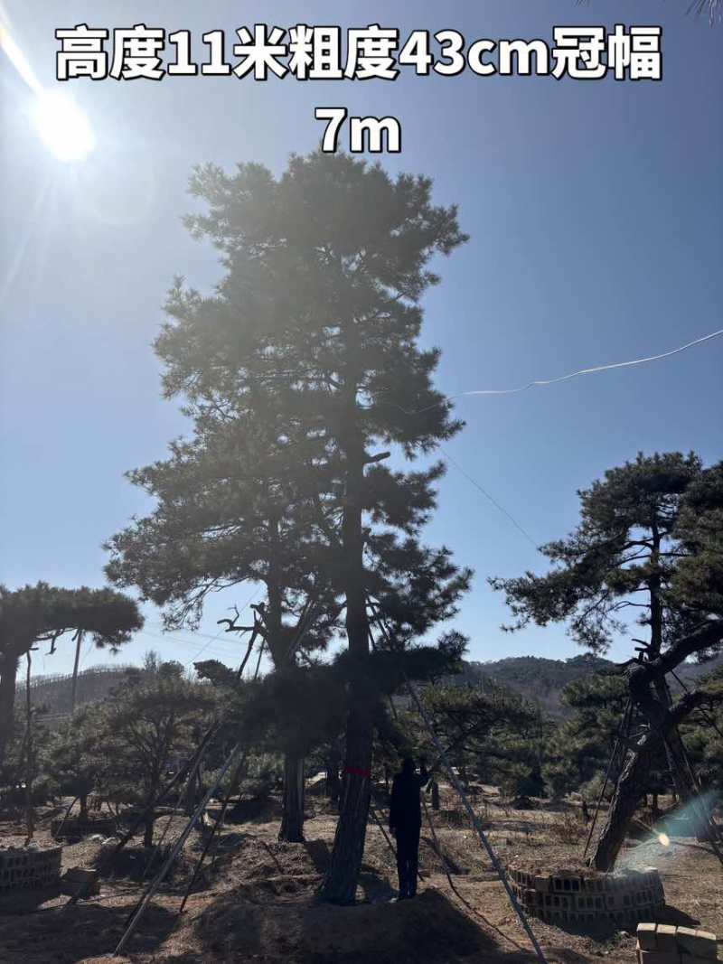 10米造型松树形苍劲庭院别墅景观树基地直发