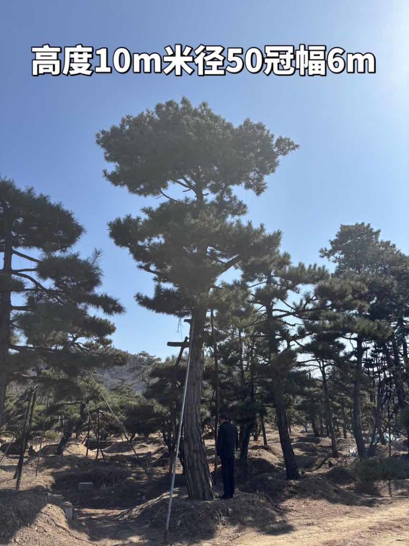 10米造型松树形苍劲庭院别墅景观树基地直发